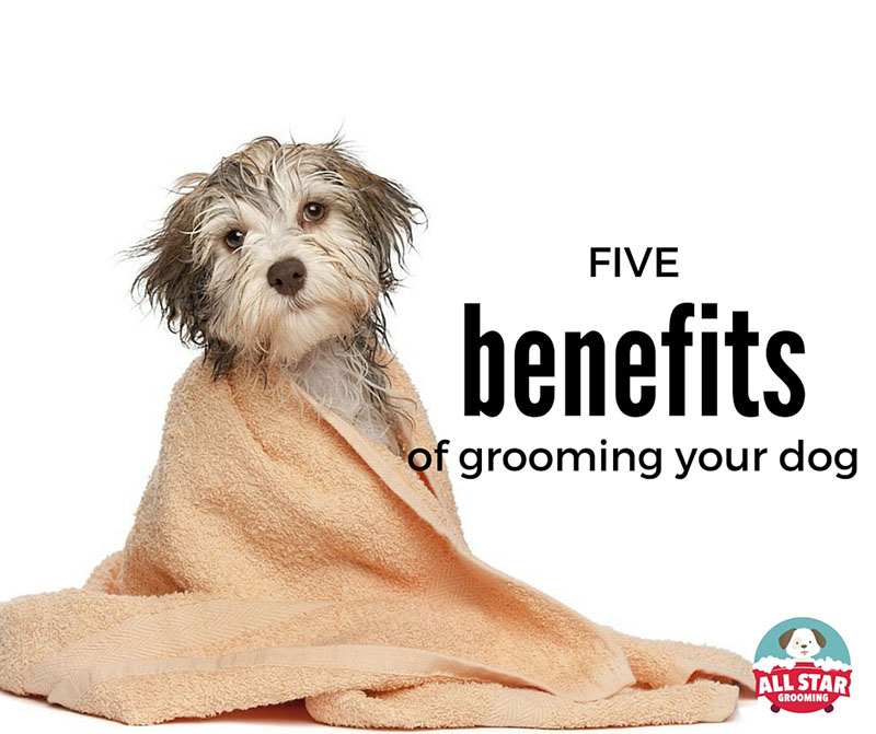 Dog with towel and five benefits of grooming your dog text