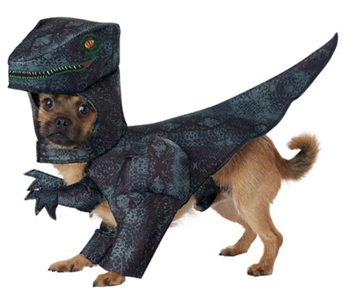 Rex Dog