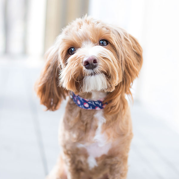 cute pup looking at camera
