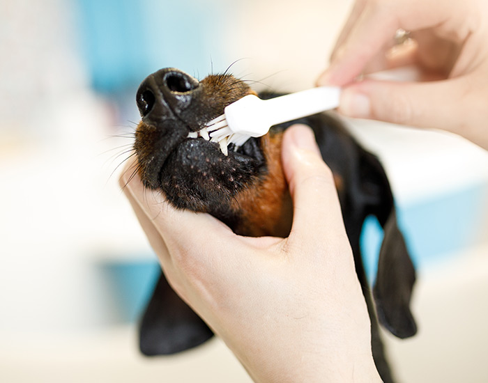 dog getting teeth brushed