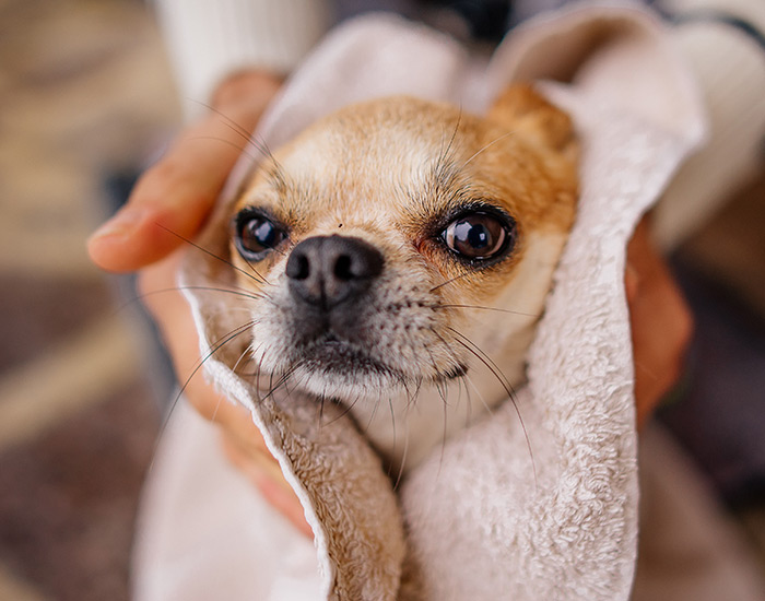 dog with towel on