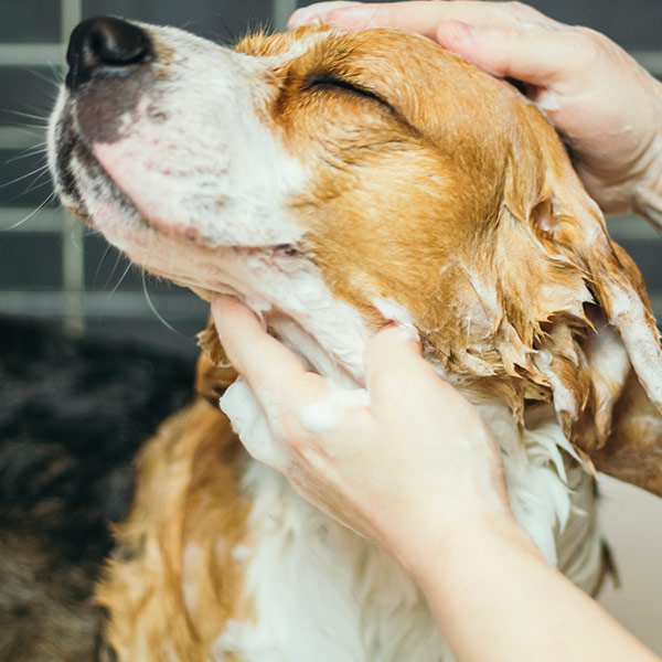 dog shampoo