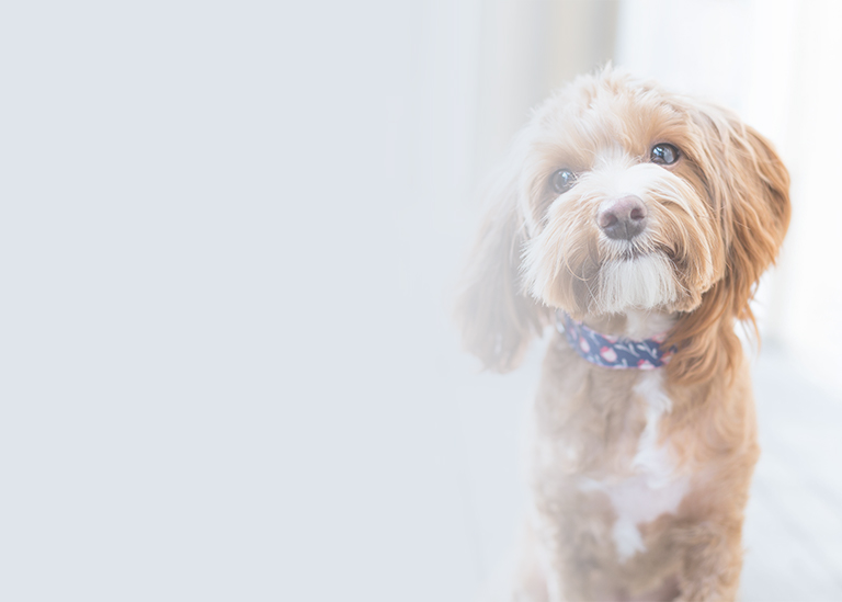 Dog Grooming Services in Cheyenne, WY All Star Grooming