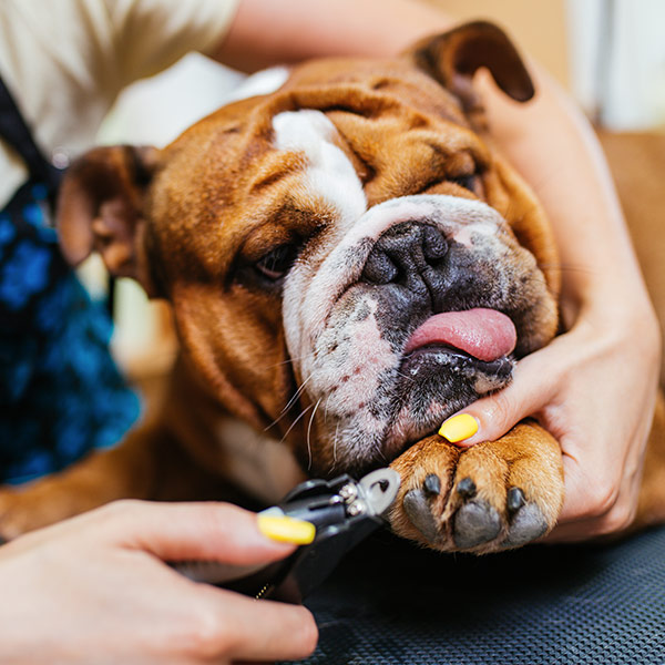 How to Help Your Dog Overcome A Fear of Nail Trims - The APC