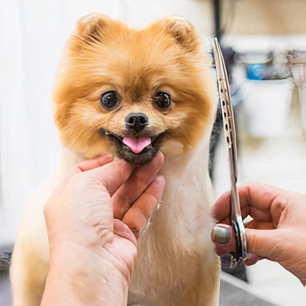 small dog getting a trim