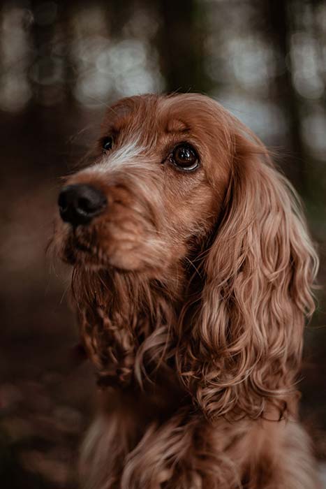 Hairy Puppy