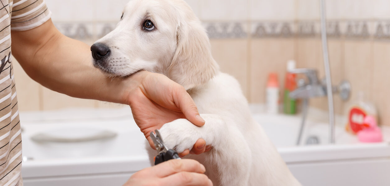 The Importance of Clipping Your Dog's Nails All Star Grooming