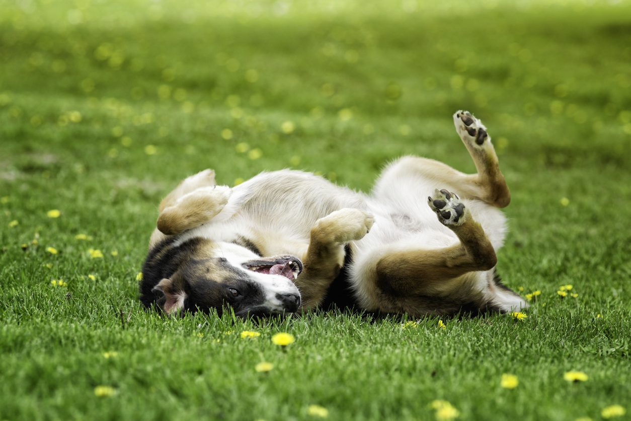Why Do Dogs Roll in the Grass? All Star Grooming