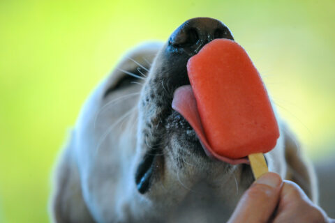 Pupsicles