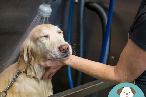 Dog getting washed at the dog grooming facility