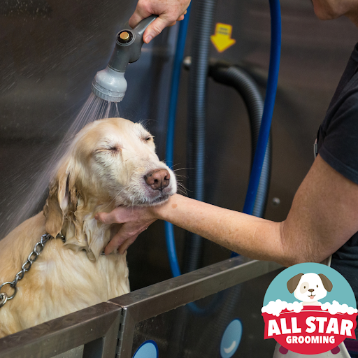 Winter Pet Grooming Tips All Star Grooming Cheyenne, WY