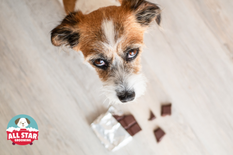 Dog eating a chocolate bar