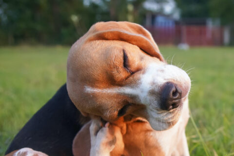 beagle scratching due to spring allergies