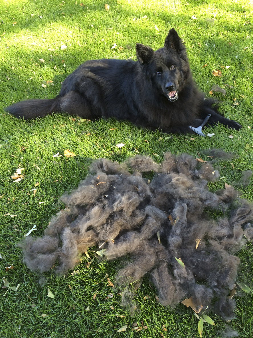 Tips to Reduce Spring Shedding All Star Grooming