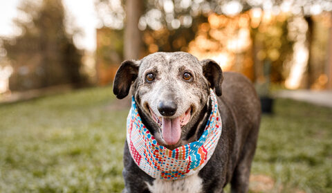 elderly dog grooming, gentle grooming for elderly and special-needs dogs