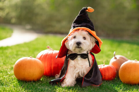 dog halloween grooming