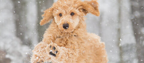 winter grooming tips