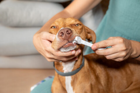 the importance of dental hygiene for dogs