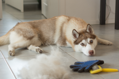 seasonal shedding