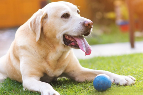 Blog: How to Keep Your Pet Cool and Comfortable During Grooming
