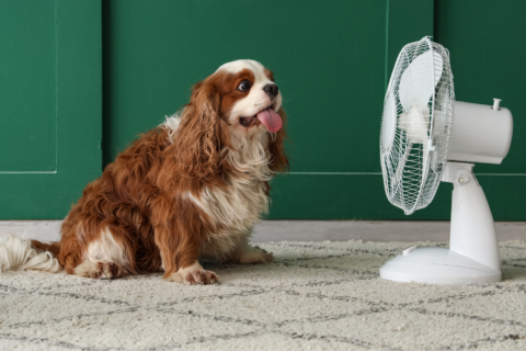 Blog: heatstroke and grooming