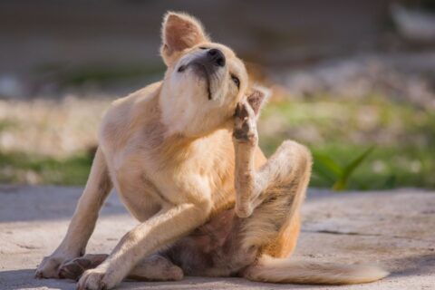 Dog scratching it ear