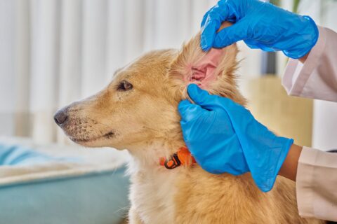 dog getting its ears cleaned
